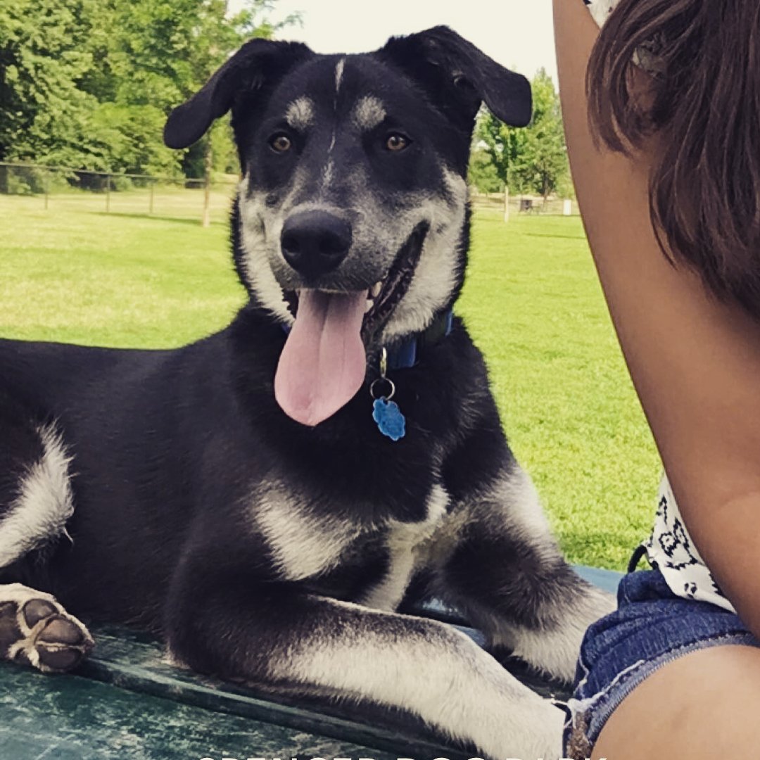 Смесь хаски и лабрадора характер