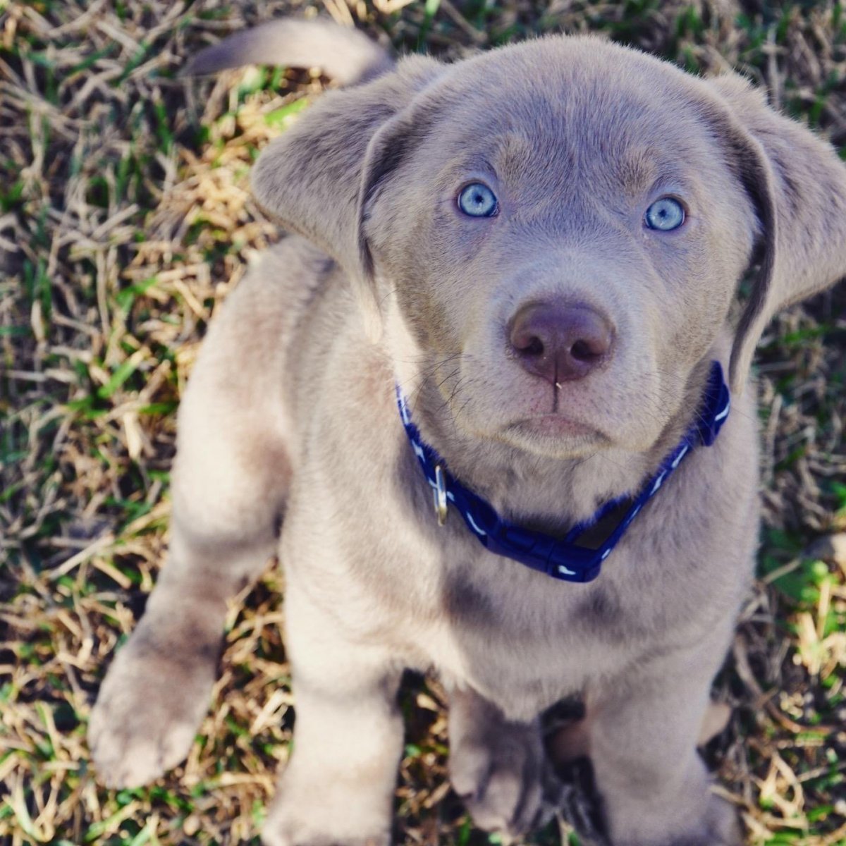 Метис лабрадора и хаски