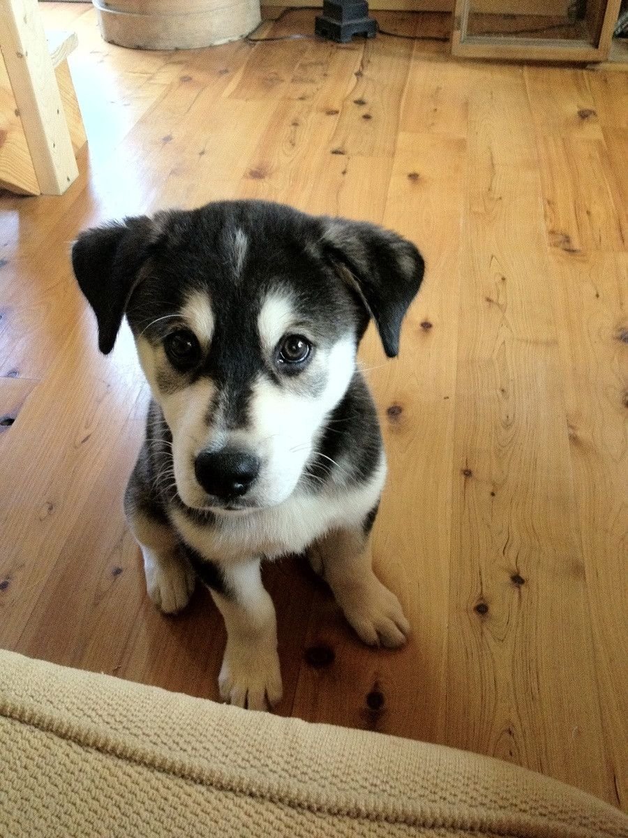 Щенки лабрадора с хаски помесь