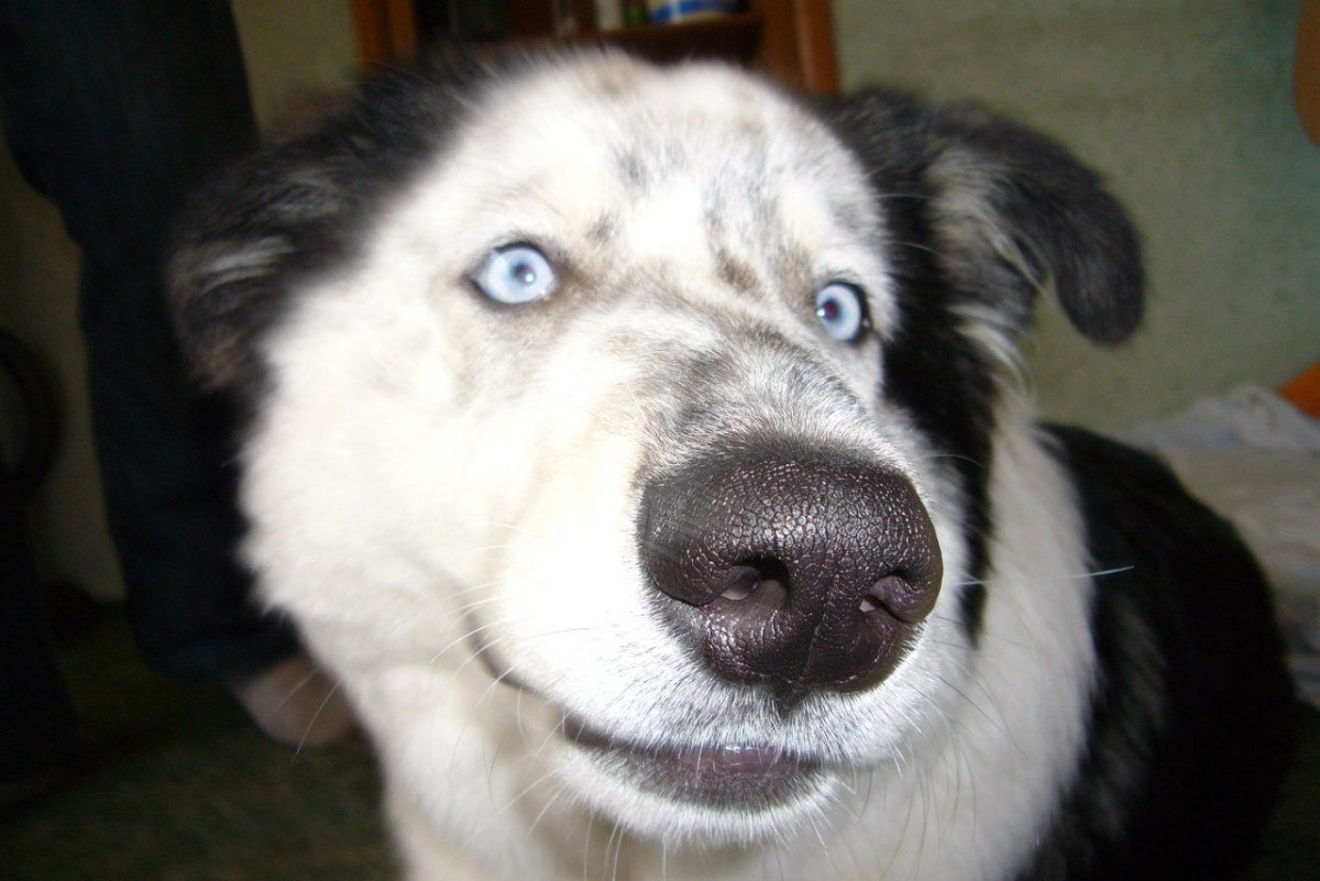 Метис ретривера и БШО