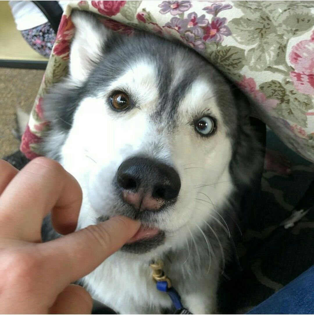 Метис лабрадора и хаски