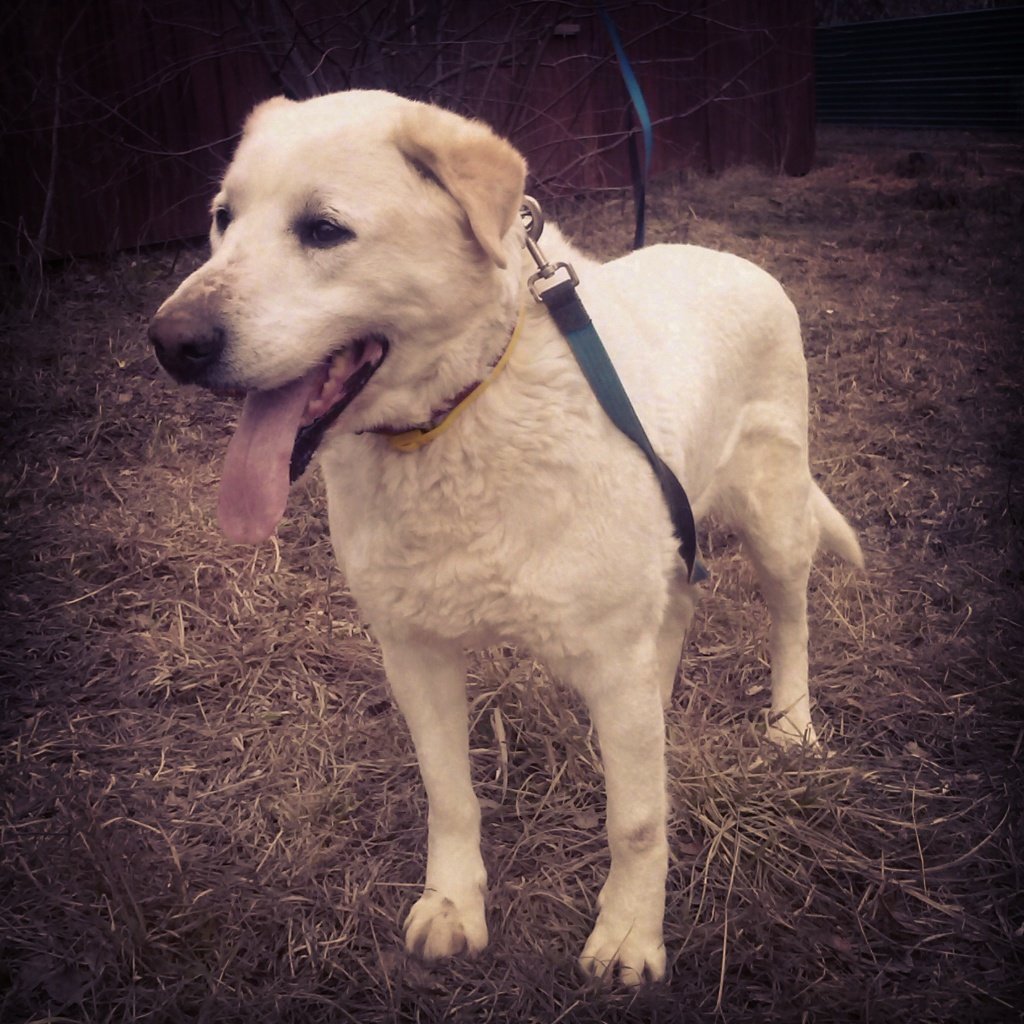 Метис лабрадора и лайки