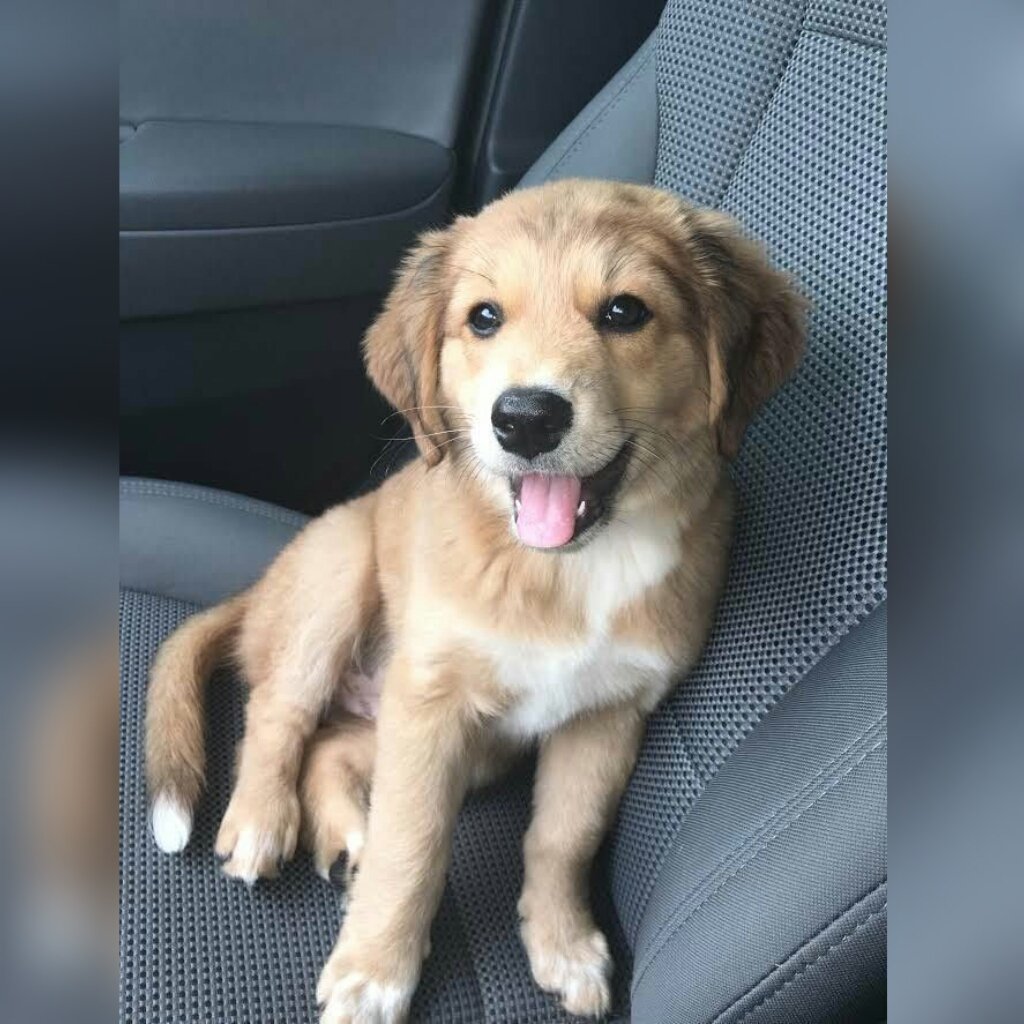 Лабрадор метис черный