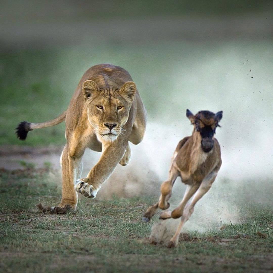 Лев на скале