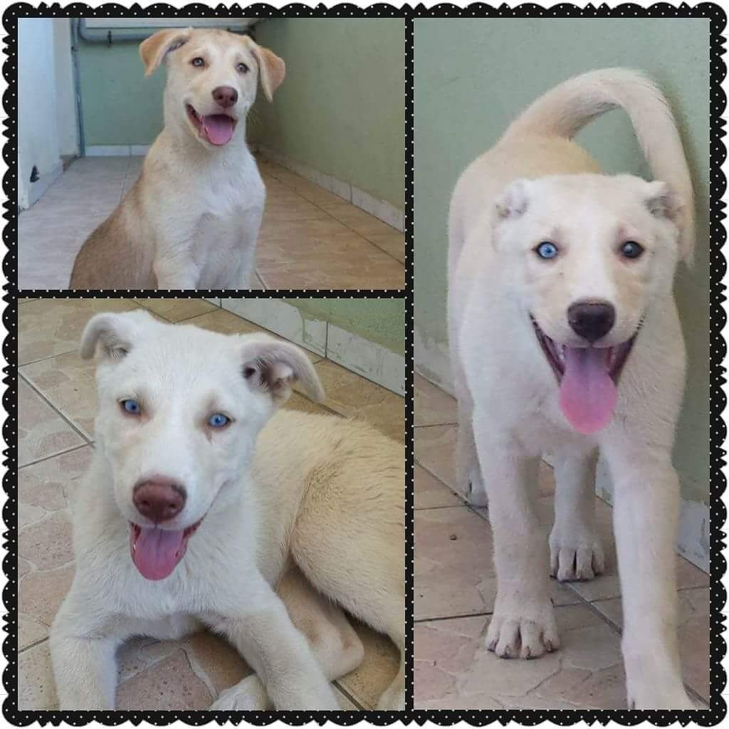 Метис ретривера и хаски