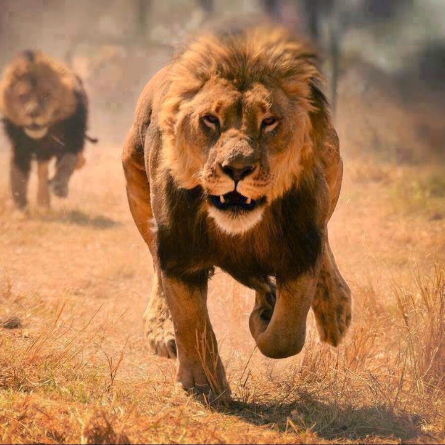 Лев бегает
