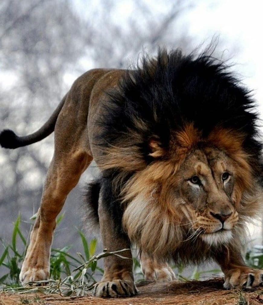 Кабан бородавочник