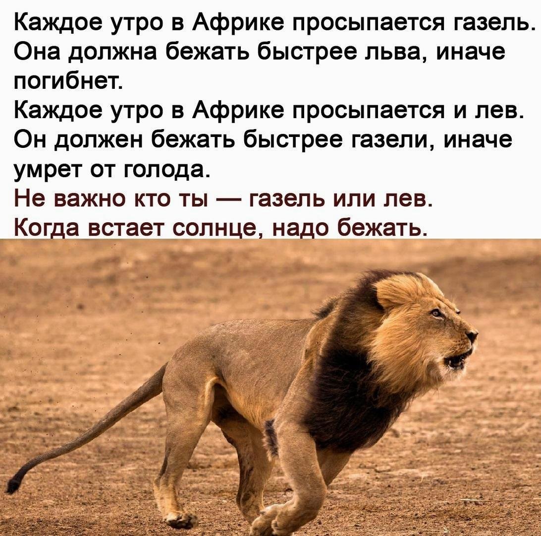 Самый быстрый Лев