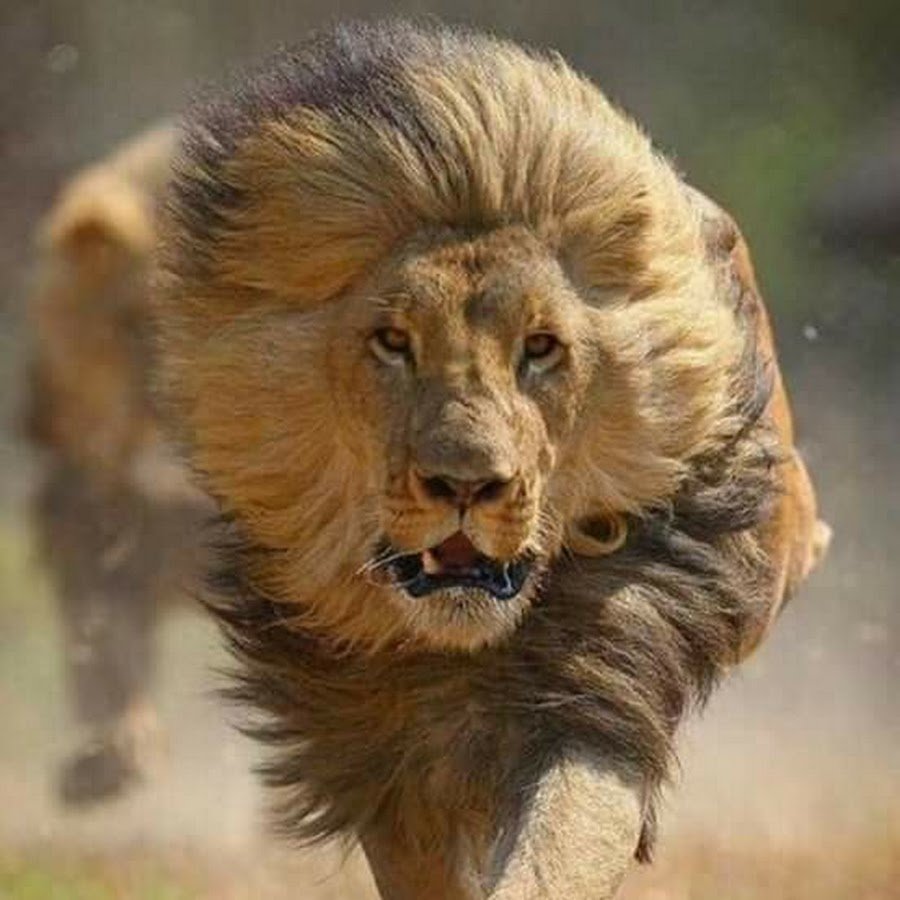 Усталый Лев