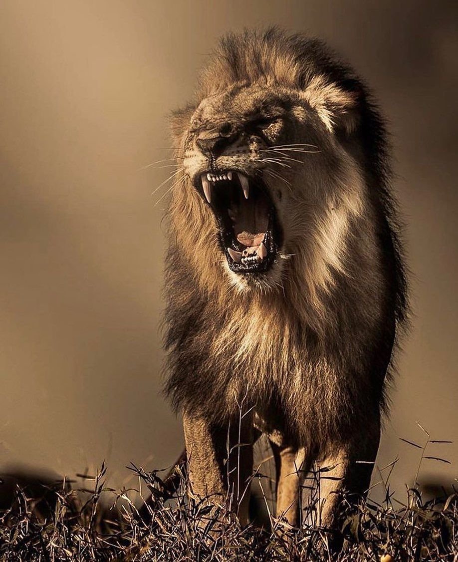 Убегает от Льва