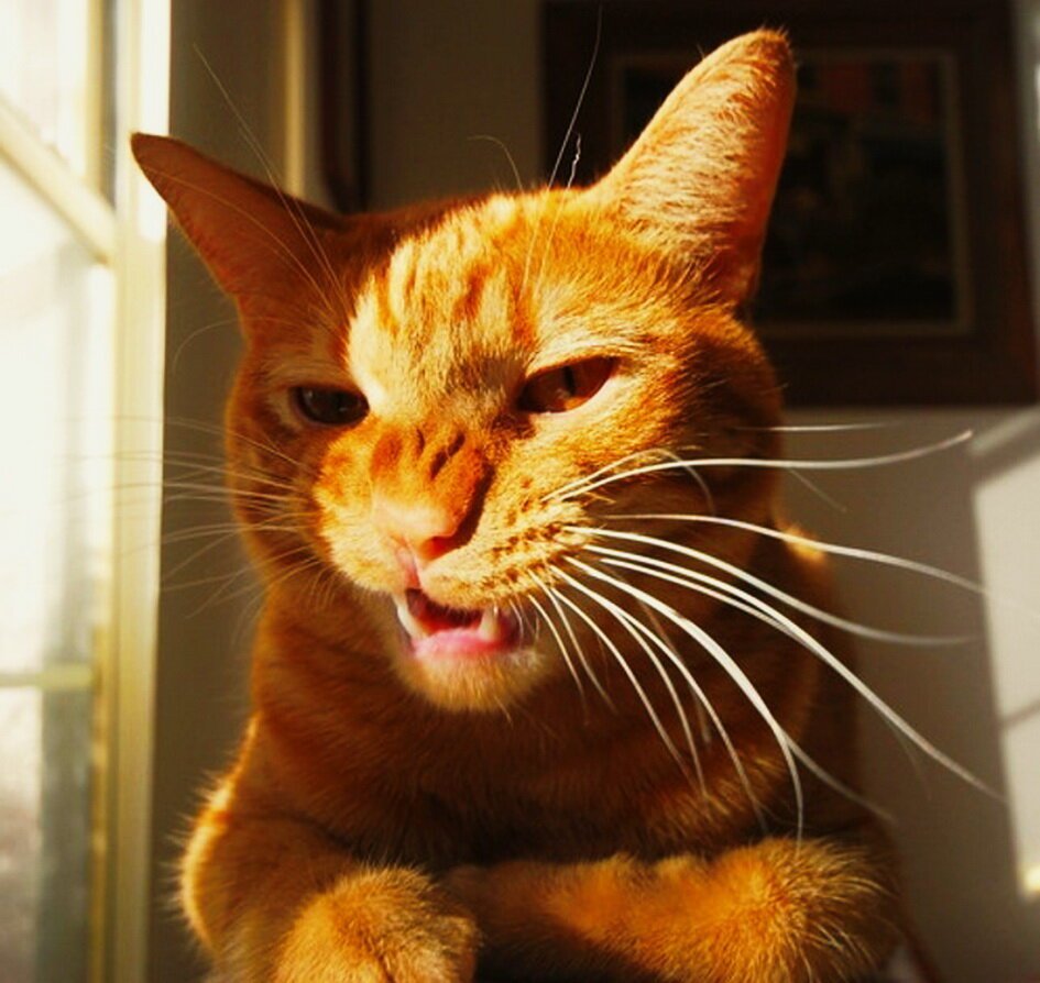 Серьезный кот