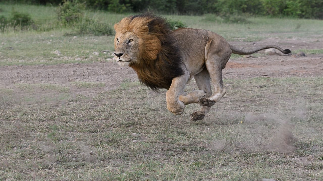 Сбежал лев