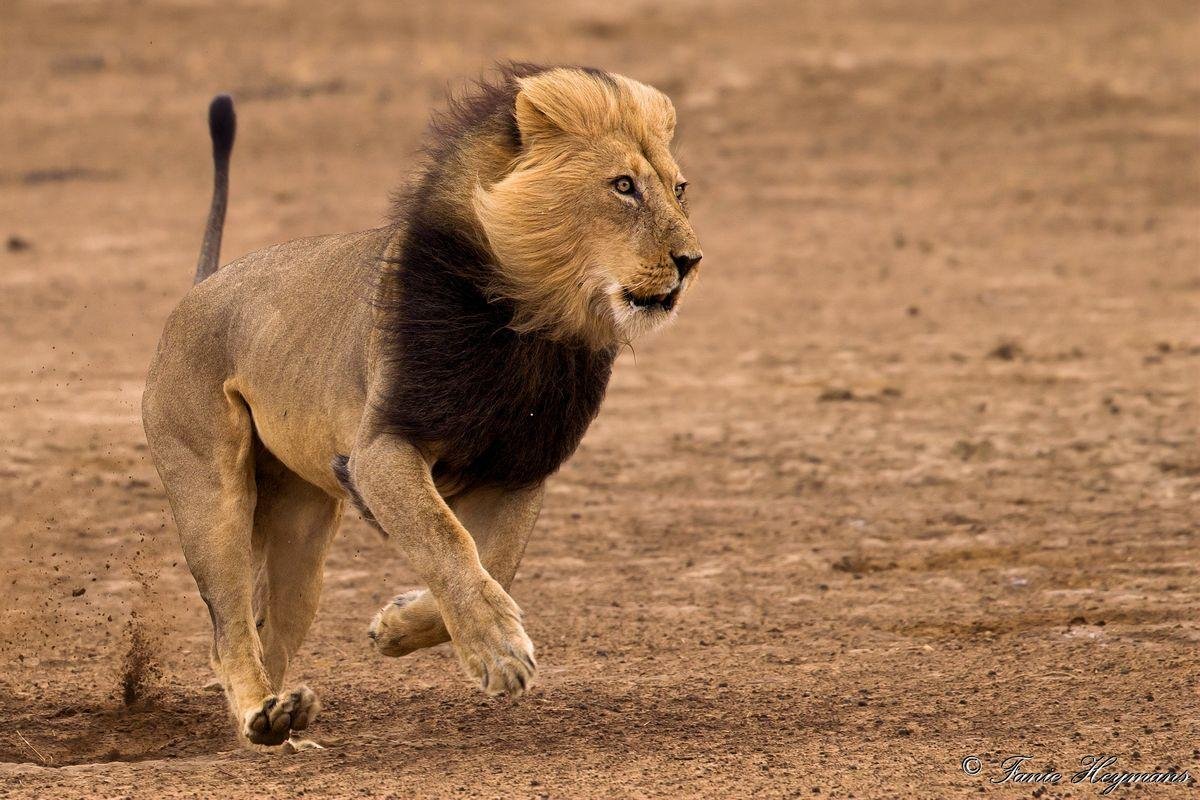 Лев прыгает