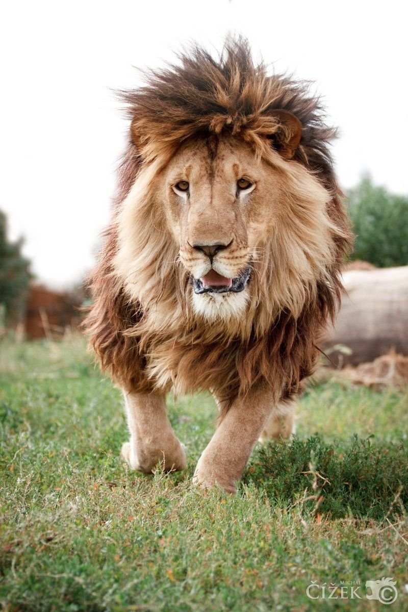 Спокойствие Льва