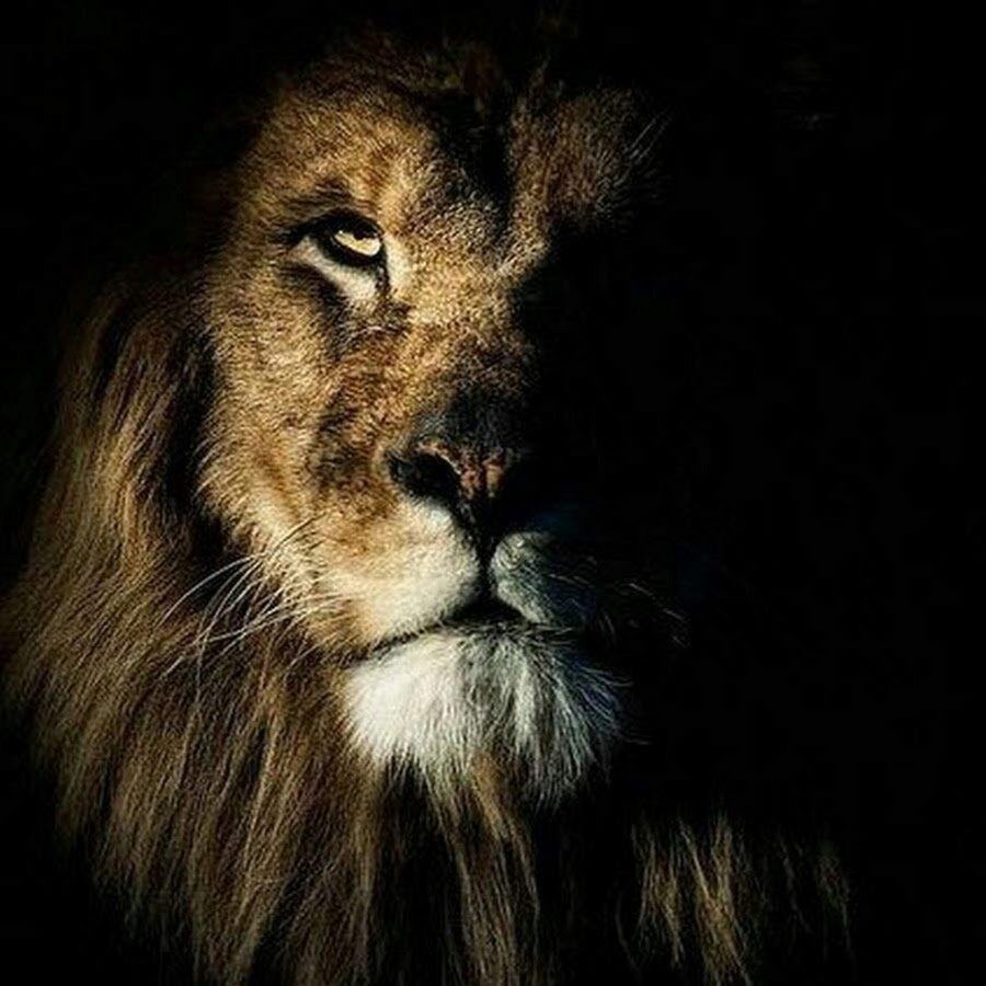 Гордые львы