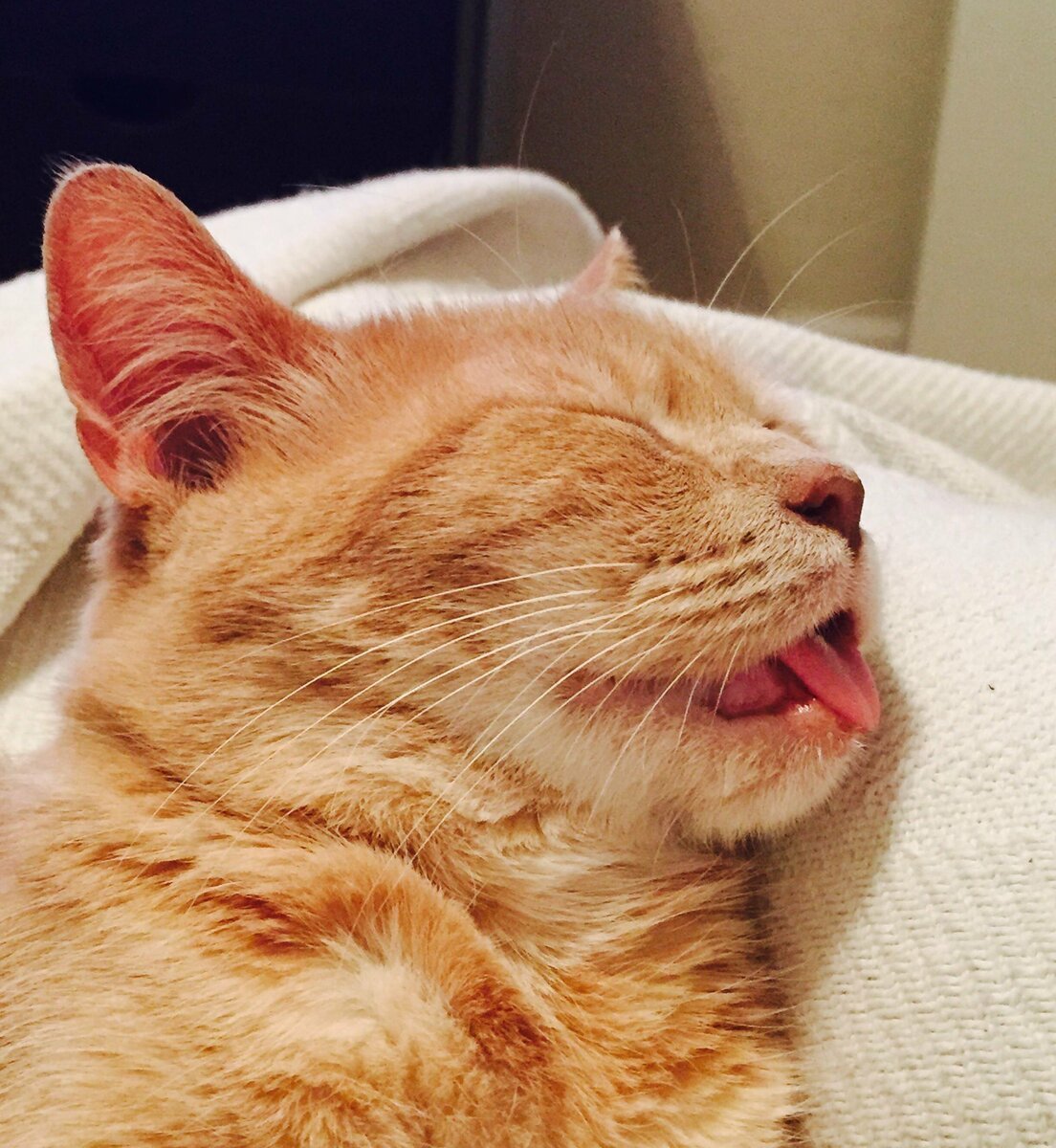 Вот она я наглая рыжая морда