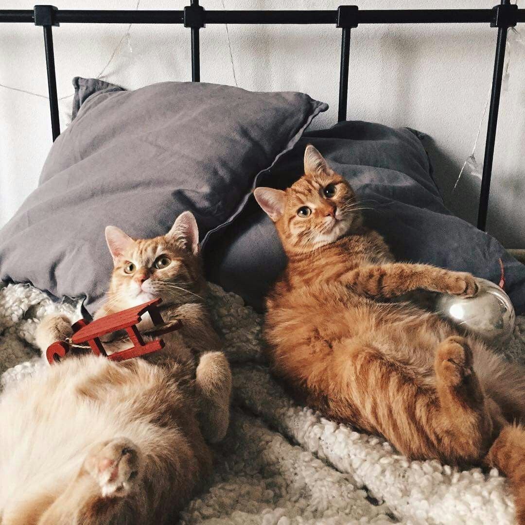 Кошка сидит на лице