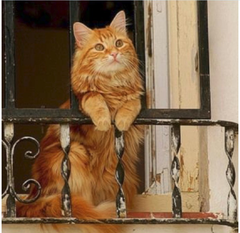 Кот рыжий сидит и орет