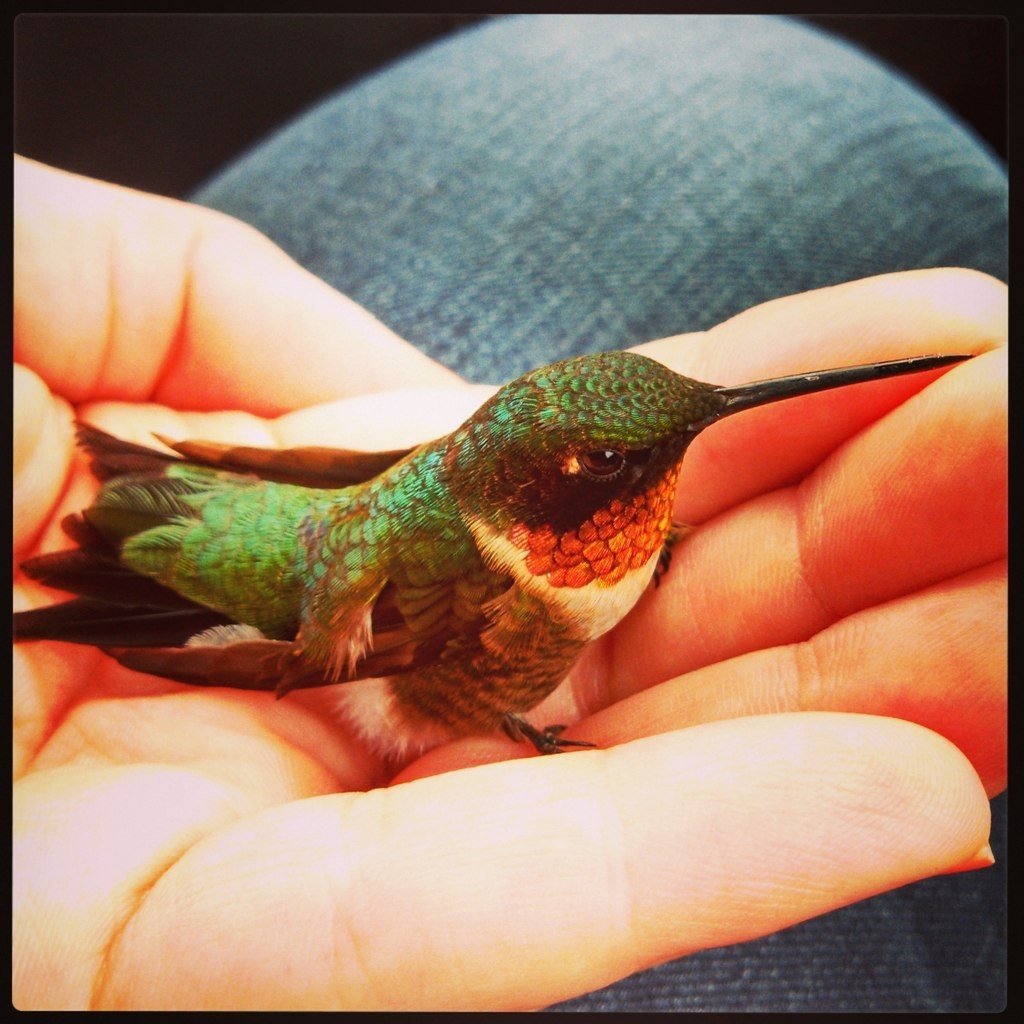 Самая маленькая птица в мире Колибри