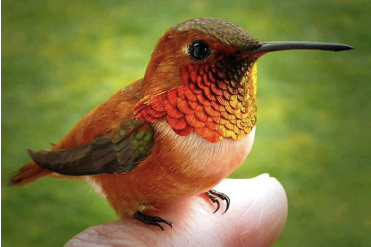 Колибри карликовая Пчелка