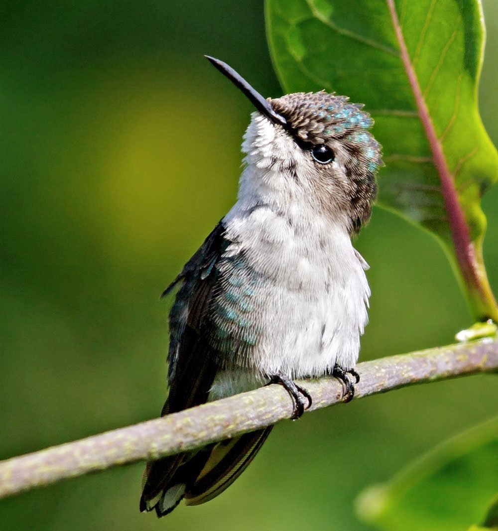 Колибри карликовая Пчелка