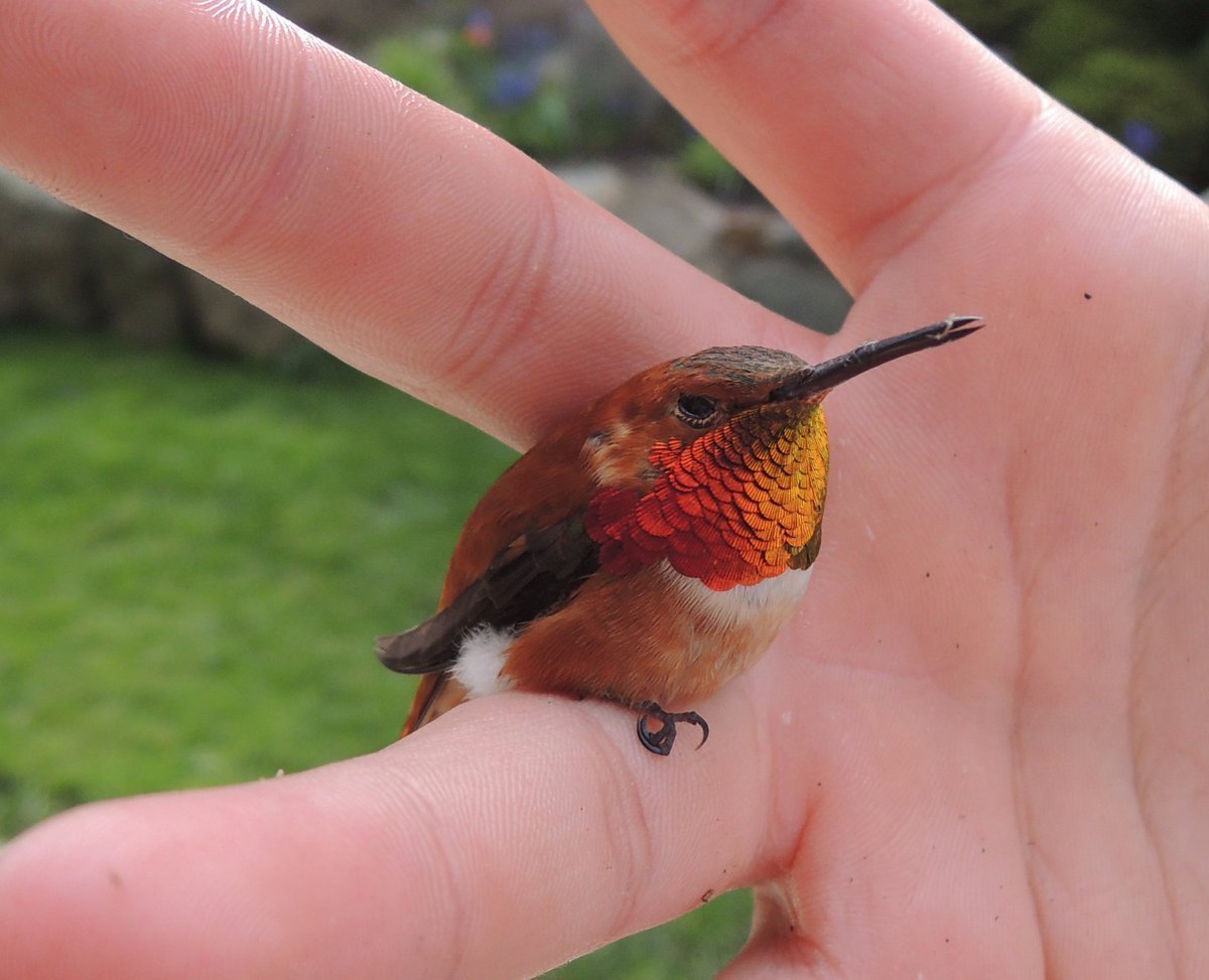 Колибри Пчелка самая маленькая птица в мире