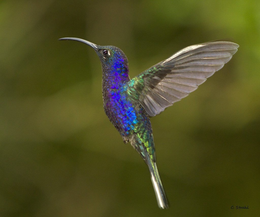 Орлиноклювый Колибри Шри Ланка