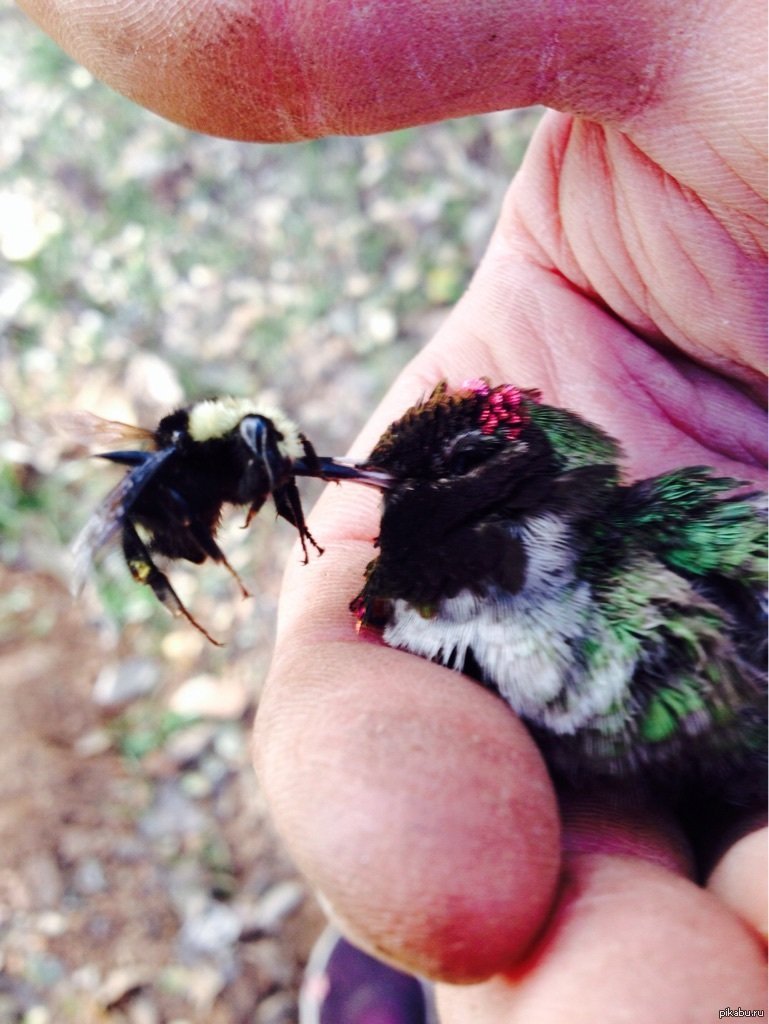 Зунзунито Колибри Пчелка