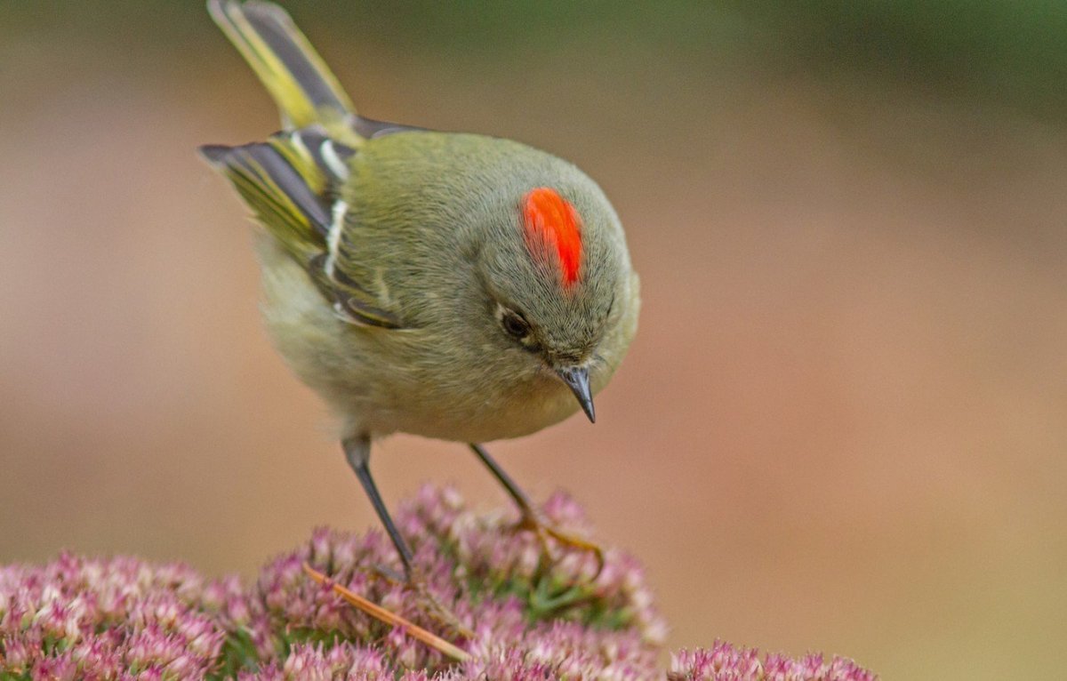 Винногорлая Колибри