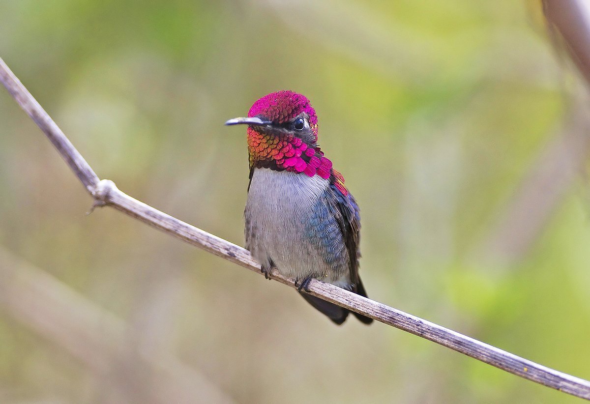 Птица Колибри Пчелка