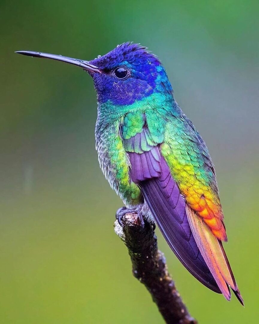 Огненногорлый Колибри