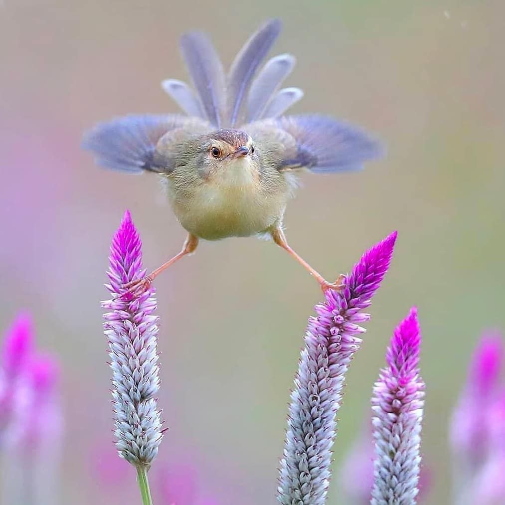 Маленькая Пернатая птичка