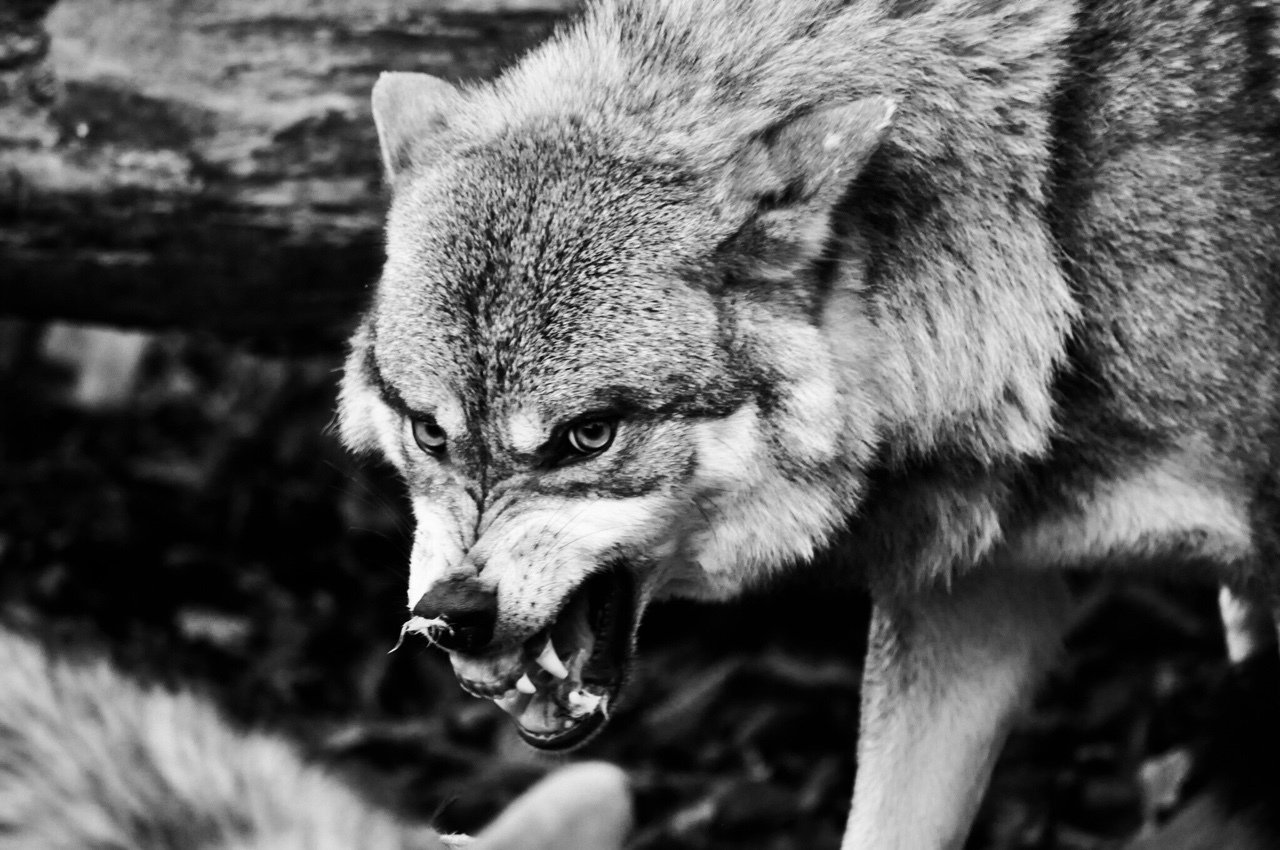 Злой оскал. Оскал волка. Злой волк. Морда злого волка. Волк рычит.