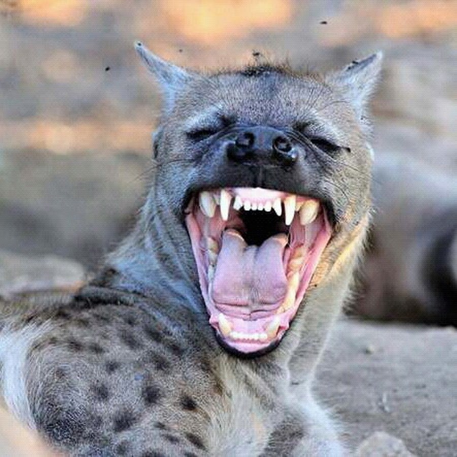 Чехословацкий влчак оскал