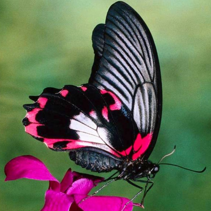 Бабочка языкан обыкновенный