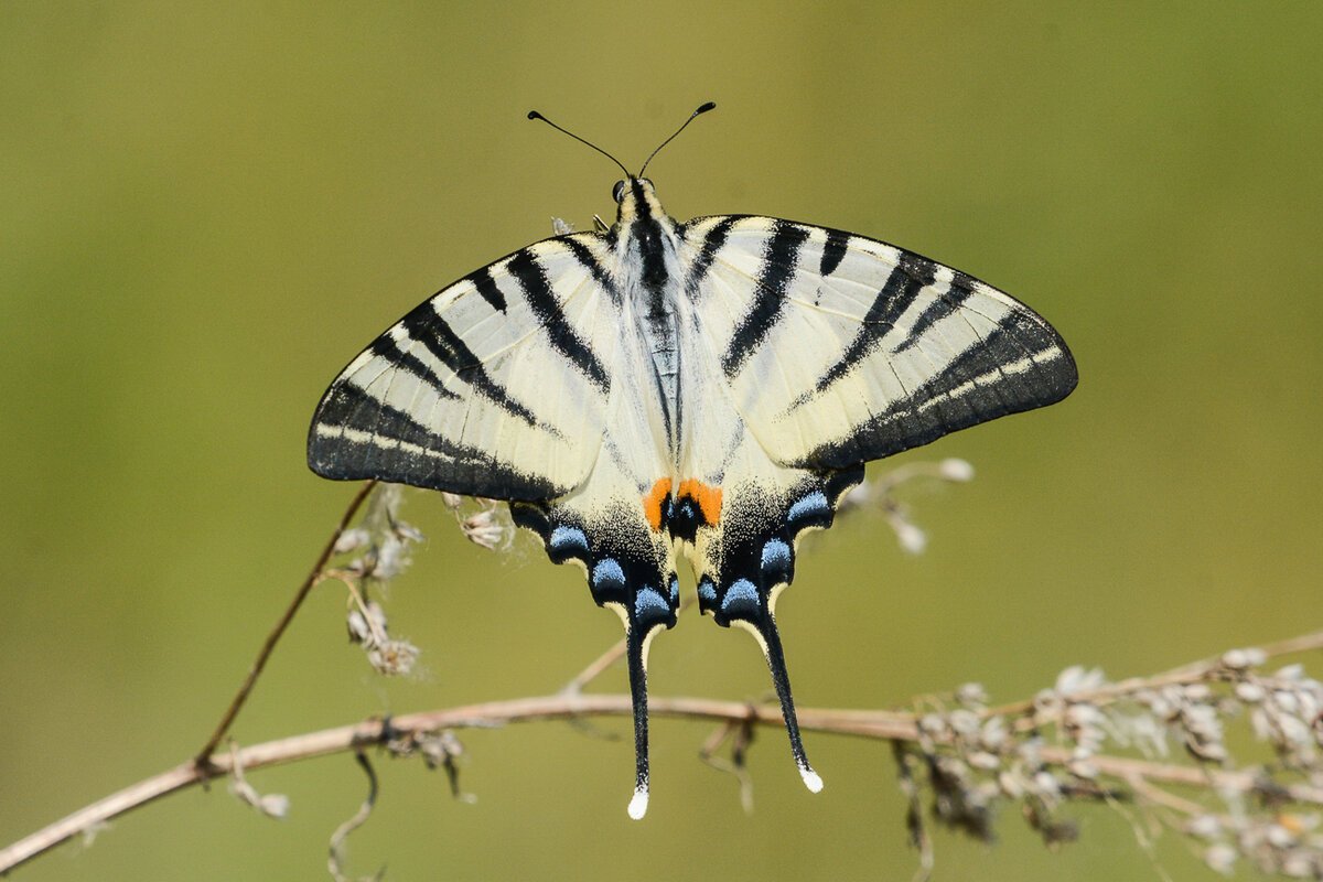 Парусник Подалирий