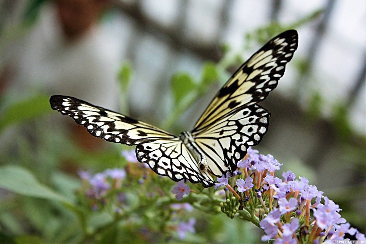 Парусник Румянцева