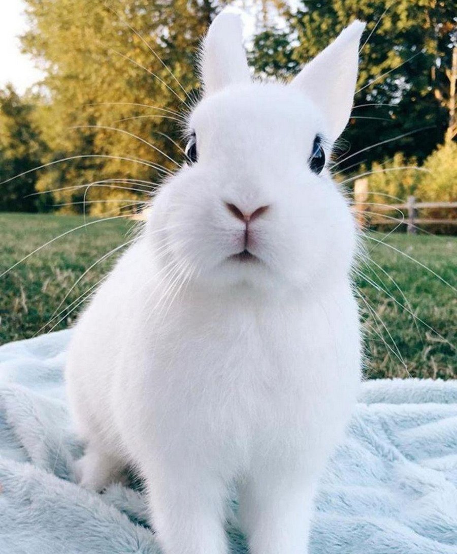 Смешной заяц