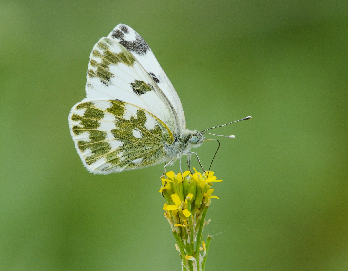 Сатурния – Павлиноглазка Геркулес