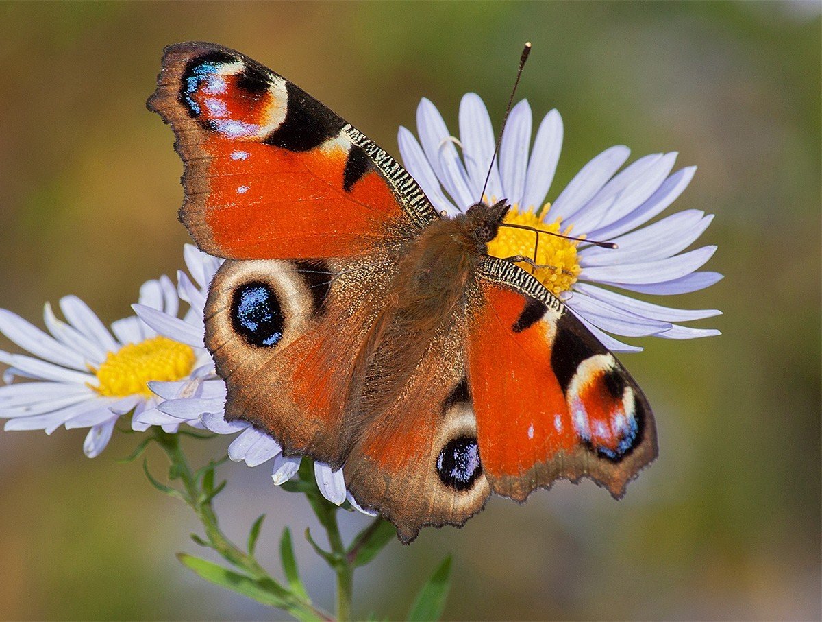 Шашечница Феба бабочка