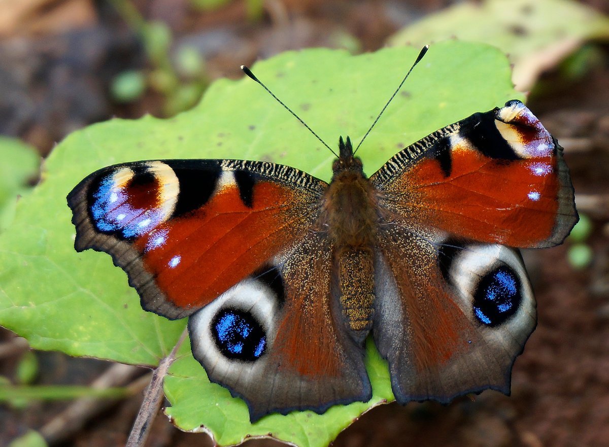 Бабочки занесенные в красную книгу России