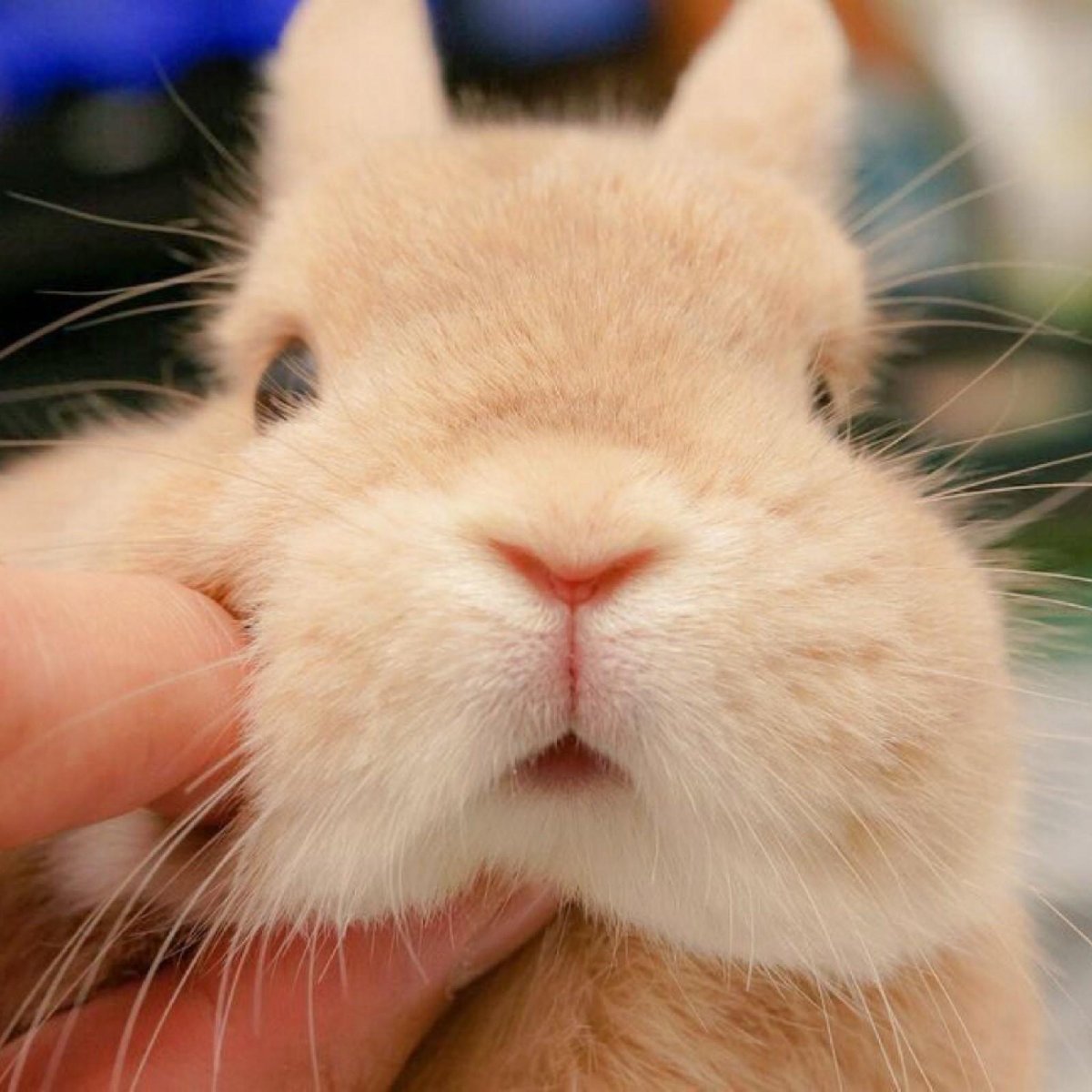 Толстый заяц