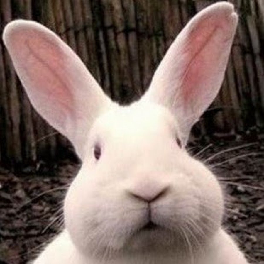 Радостный кролик