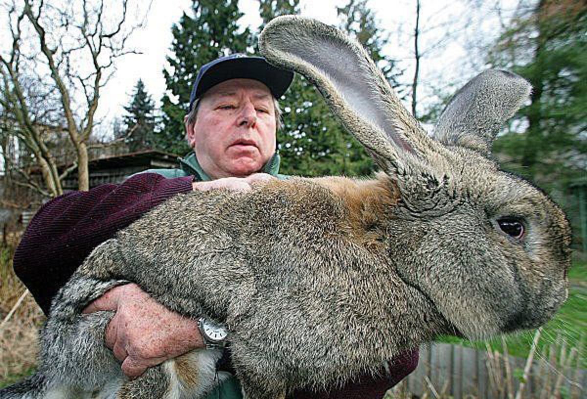 Белый Паннон кролик