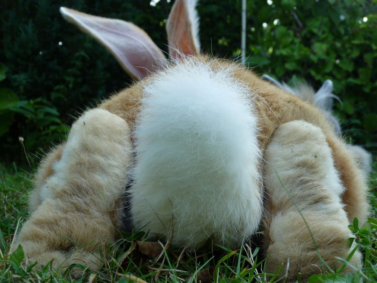 Большой бак мультфильм 2008