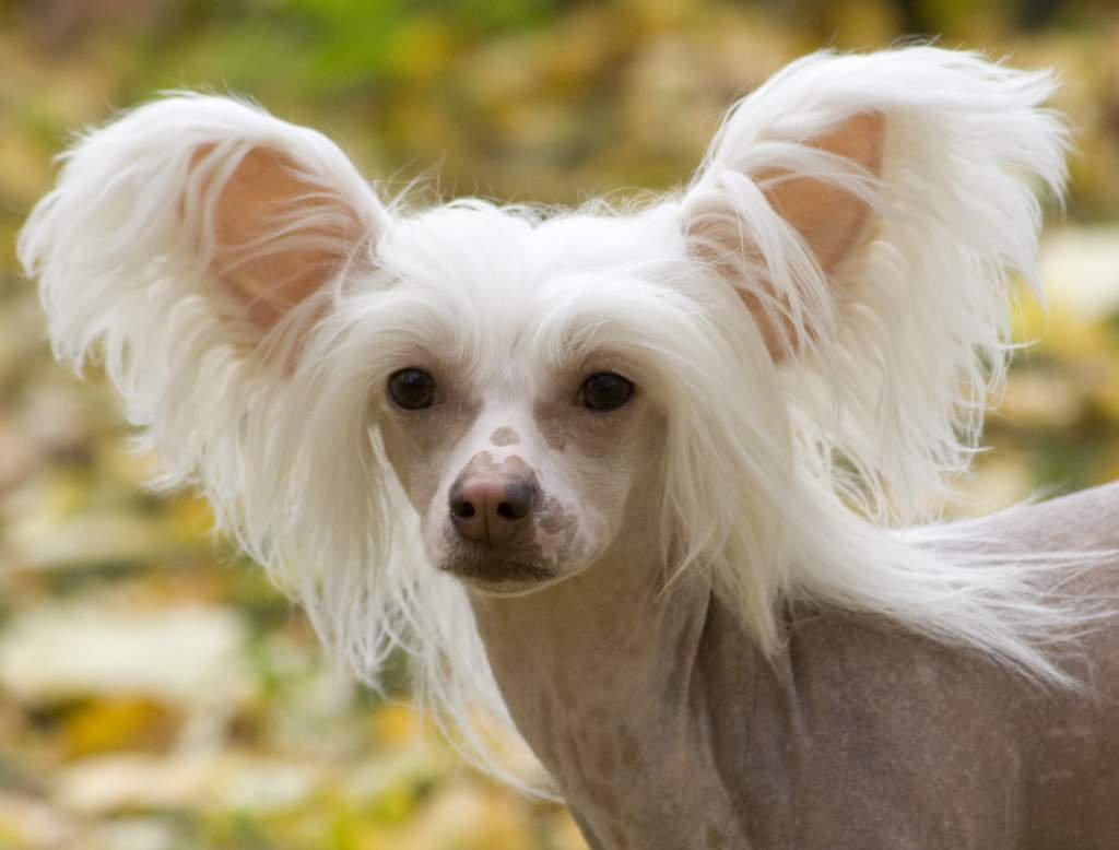 Китайская хохлатая собака