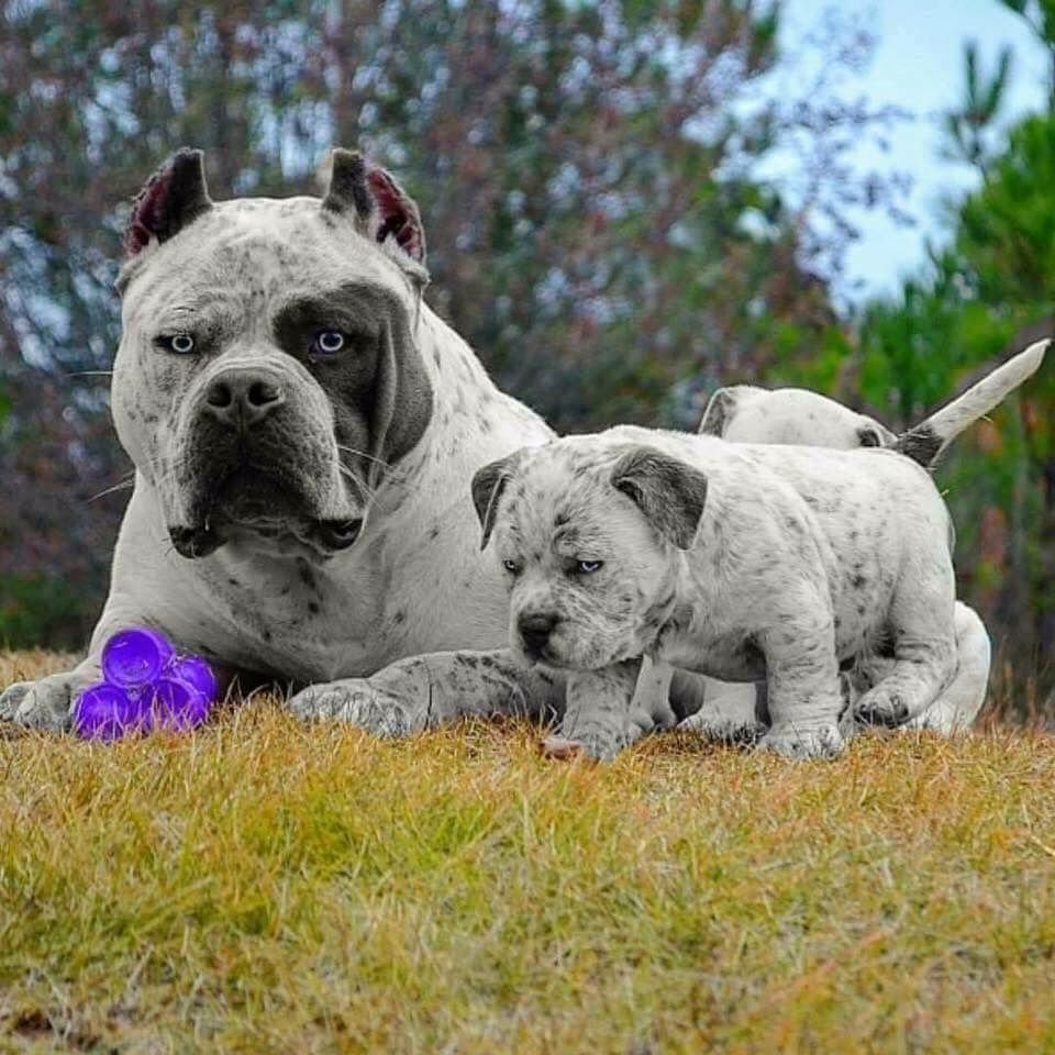 Тайский риджбек