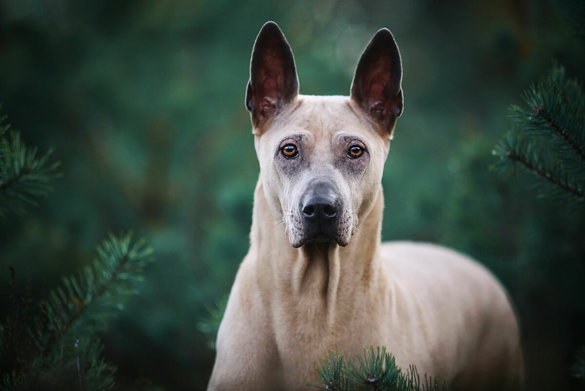 Чепрачная гиена