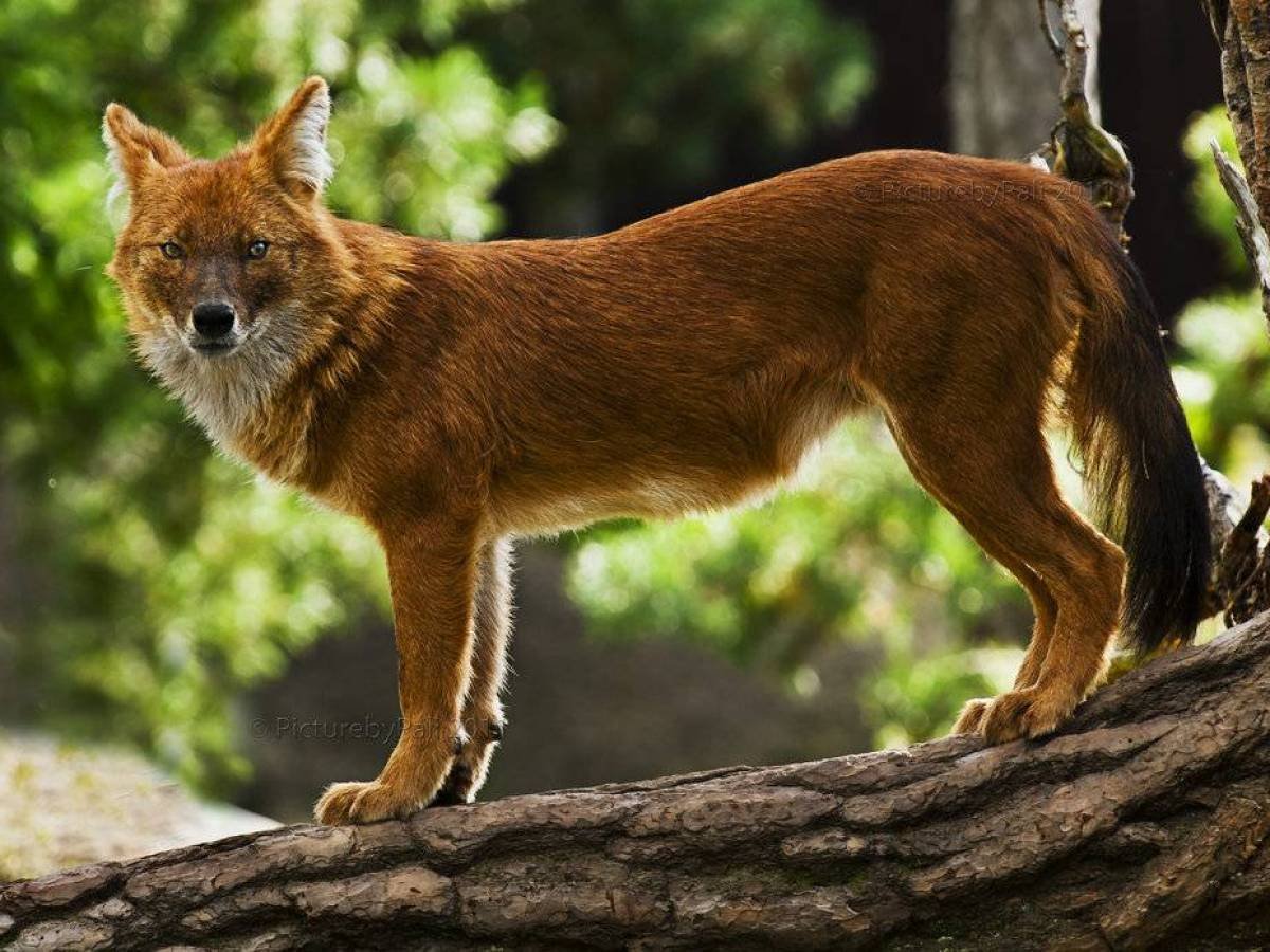 Азавак Левретка