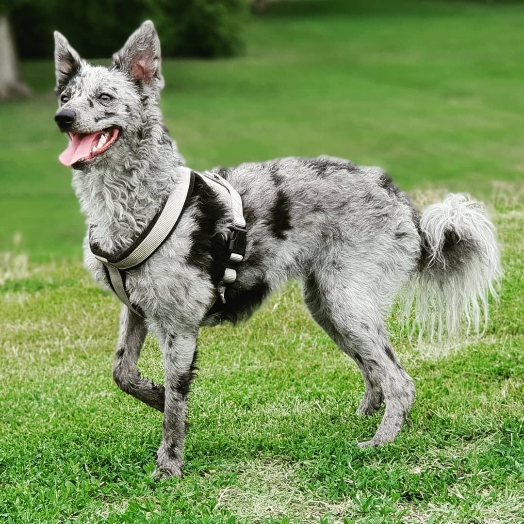 Тайский риджбек